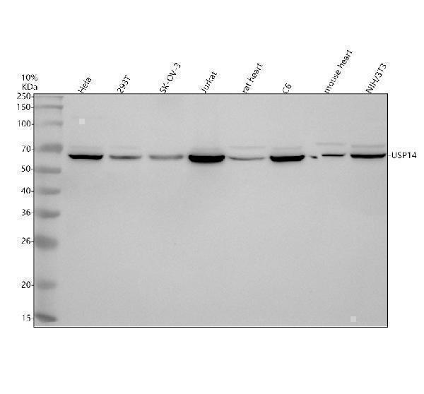 Western blot analysis of USP14 using anti-USP14 antibody (A03042-3)