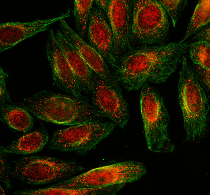 a03043 2 litaf primary antibodies if testing 1