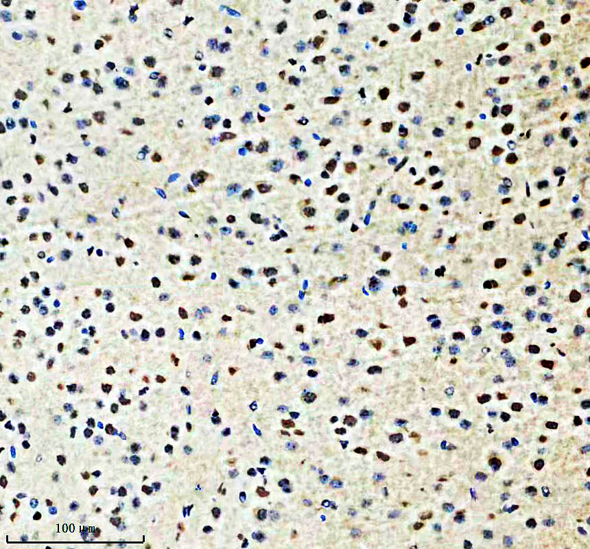 a03043 2 litaf primary antibodies ihc testing 1