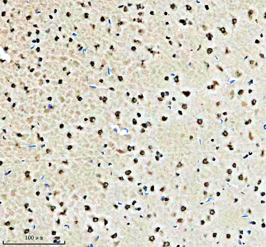 a03043 2 litaf primary antibodies ihc testing 2