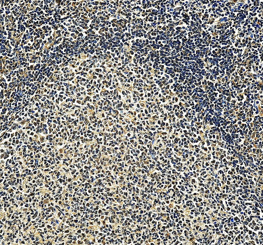 a03043 2 litaf primary antibodies ihc testing 3