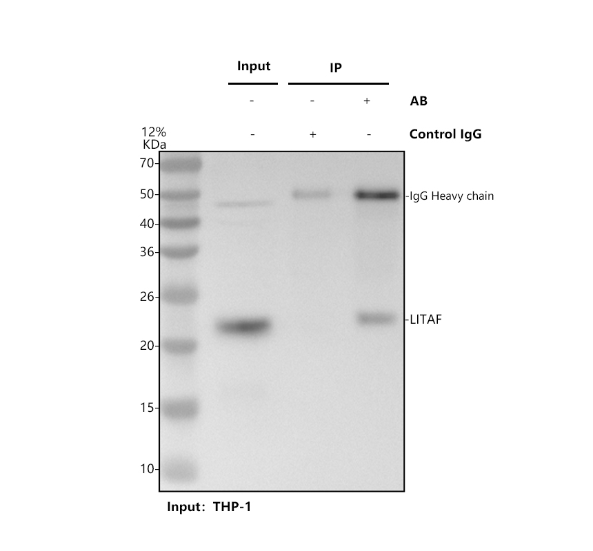 a03043 2 litaf primary antibodies ip testing 1