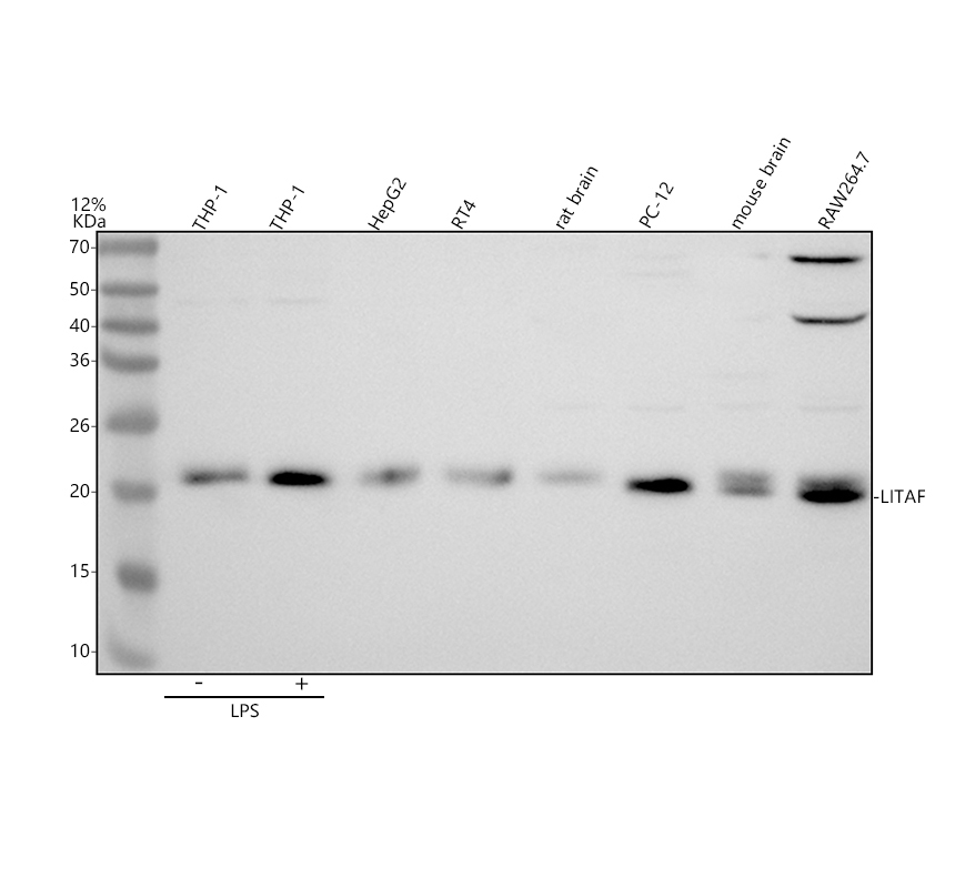 a03043 2 litaf primary antibodies wb testing 1