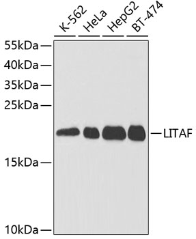 Western blot analysis of extracts of various cell lines, using LITAF antibody  at 1:1000 dilution