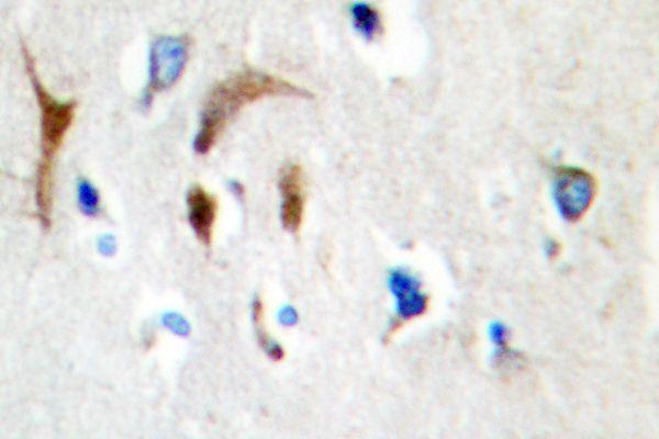 Immunohistochemistry (IHC) analyzes of HBP1 (L468) pAb in paraffin-embedded human brain tissue