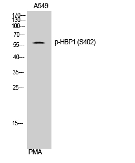 Western Blot analysis of A549 cells using Phospho-HBP1 (S402) Polyclonal Antibody cells nucleus extracted by Minute TM Cytoplasmic and Nuclear Fractionation kit 