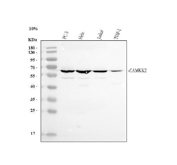  Western blot analysis of CAMKK2 using anti-CAMKK2 antibody (A03048)