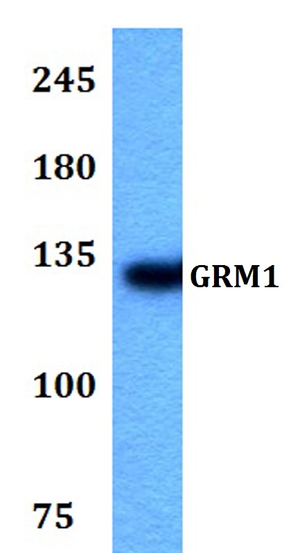 a03049 2 grm1 primary antiboties wb testing 1