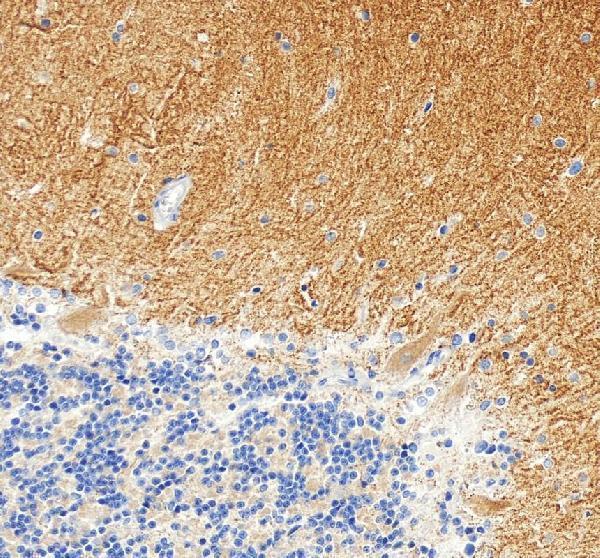 a03049 4 grm1 primary antibodies ihc testing 4