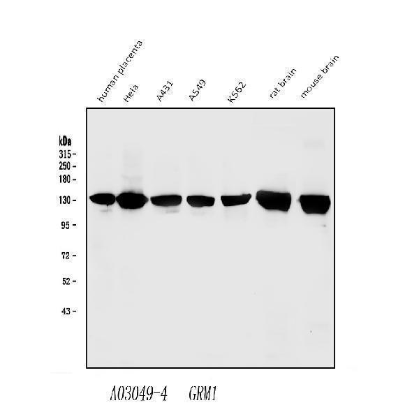 a03049 4 grm1 primary antibodies wb testing 1