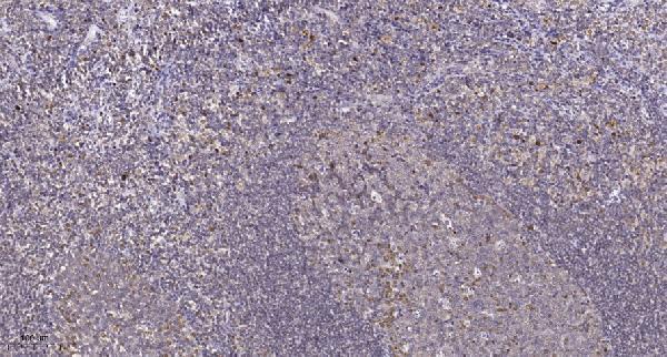 Immunohistochemical analysis of paraffin-embedded human tonsil
