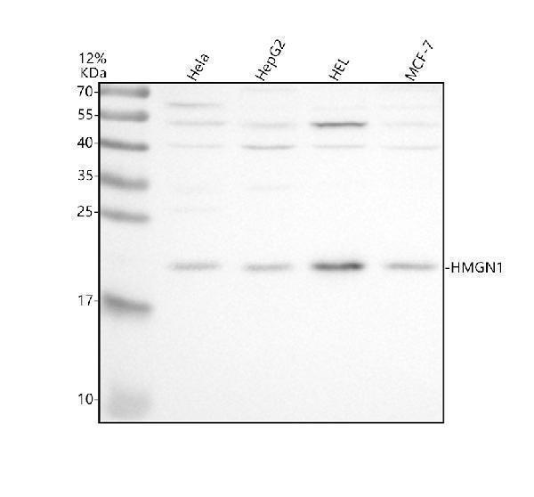 Western blot analysis of HMGN1 using anti-HMGN1 antibody (A03051-3)