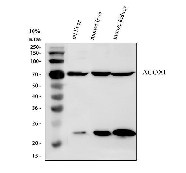 a03054 1 acox1 primary antibodies wb testing 1_1