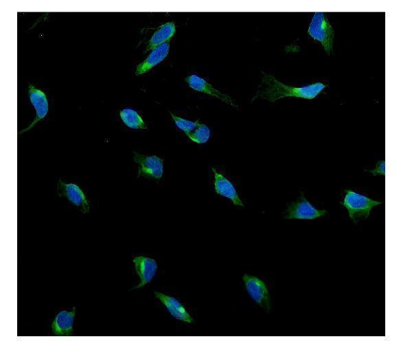 a03057 1 usp15 primary antibodies if testing 2