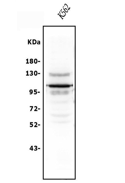 a03057 1 usp15 primary antibodies wb testing 1