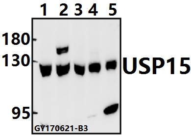 a03057 usp15 primary antiboties wb testing 1
