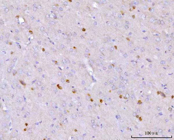 a03060 3 nos1ap primary antibodies ihc testing 3