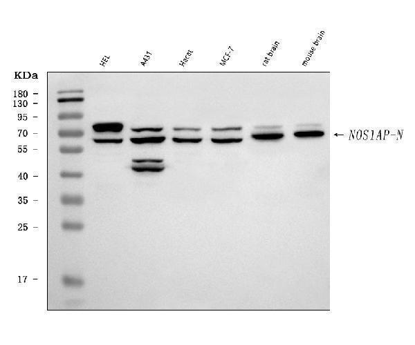  Western blot analysis of CAPON/NOS1AP using anti-CAPON/NOS1AP antibody (A03060-3)