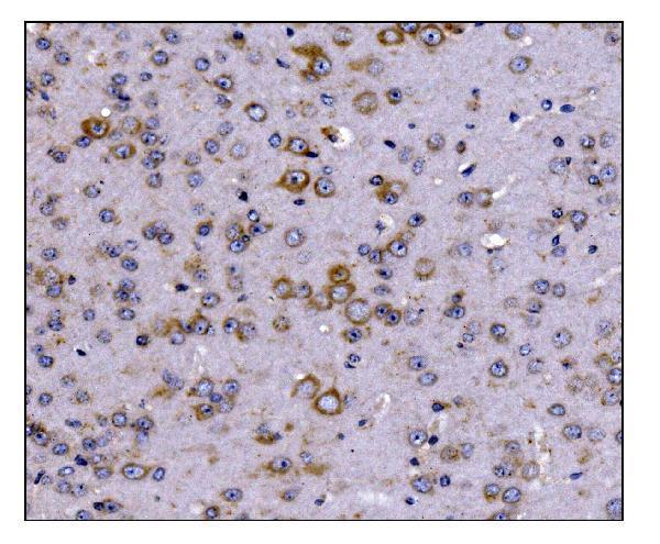  IHC analysis of SCN1B using anti-SCN1B antibody (A03061-1)