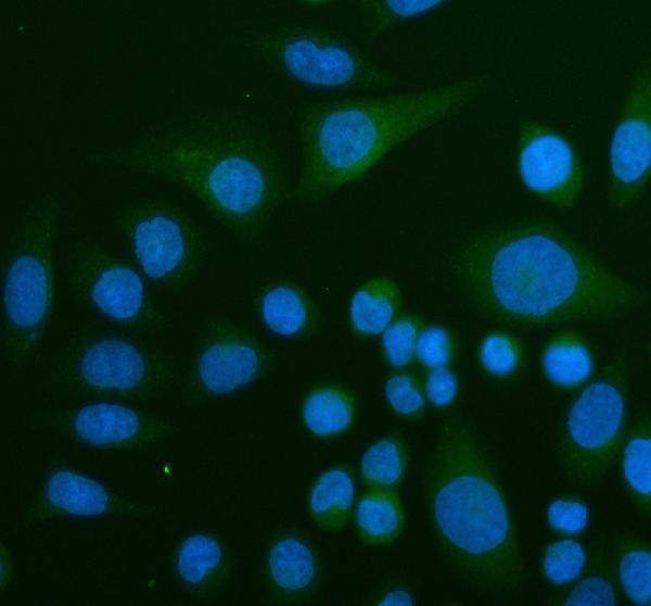 a03067 1 gbp1 primary antibodies if testing 5