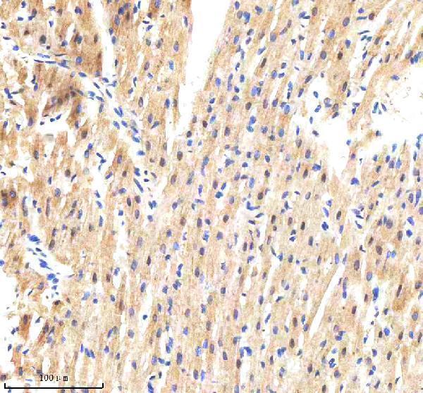 a03067 1 gbp1 primary antibodies ihc testing 4
