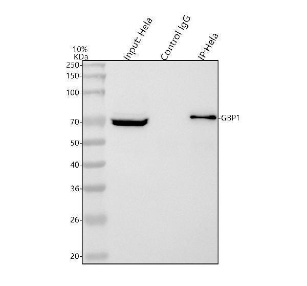 a03067 1 gbp1 primary antibodies ip testing 6