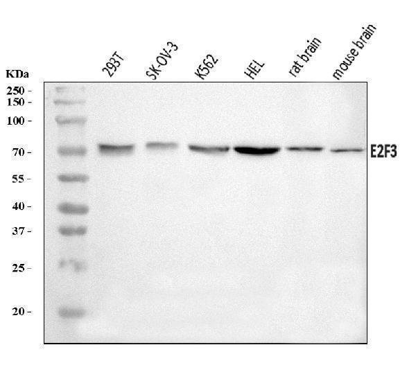  Western blot analysis of E2F3 using anti-E2F3 antibody (A03068-2)