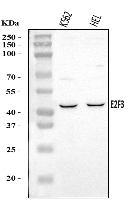  Western blot analysis of E2F3 using anti-E2F3 antibody (A03068-3)