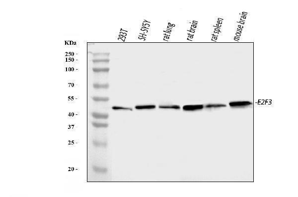  Western blot analysis of E2F3 using anti-E2F3 antibody (A03068-4)