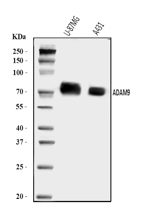  Western blot analysis of ADAM9 using anti-ADAM9 antibody (A03074-1)