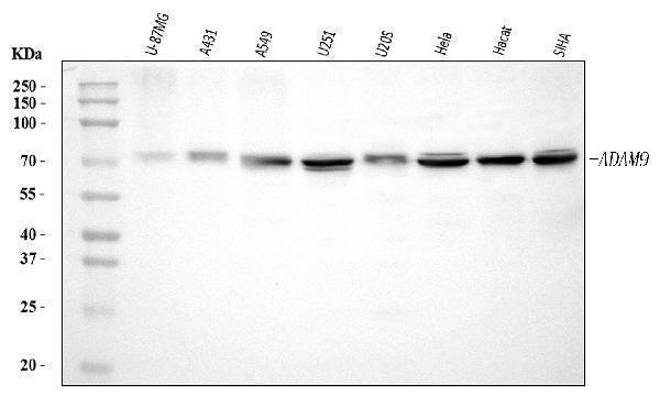  Western blot analysis of ADAM9 using anti-ADAM9 antibody (A03074-2)