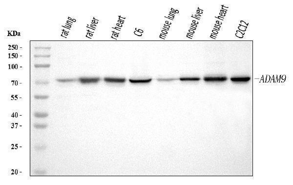  Western blot analysis of ADAM9 using anti-ADAM9 antibody (A03074-2)