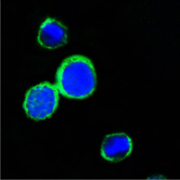 a03075 reg1a primary antibodies if testing 1