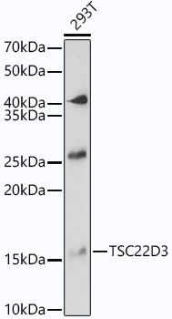 a03078 1 tsc22d3 primary antiboties wb testing 1