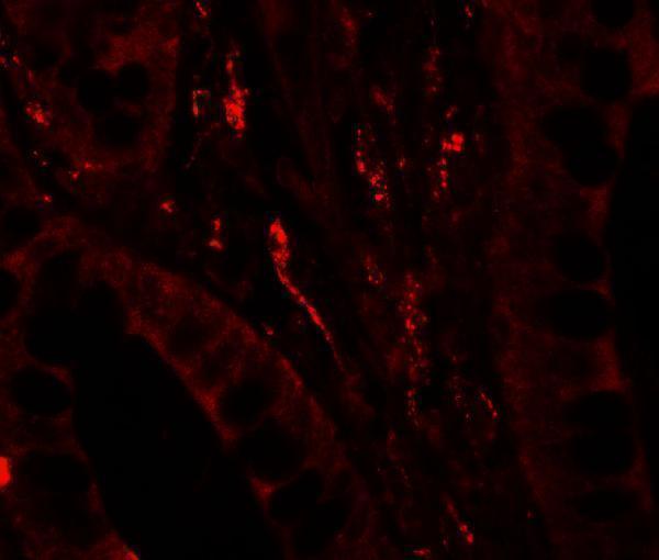 Immunofluorescence of TSC22D3 in human small intestine tissue with TSC22D3 antibody at 20 μg/ml