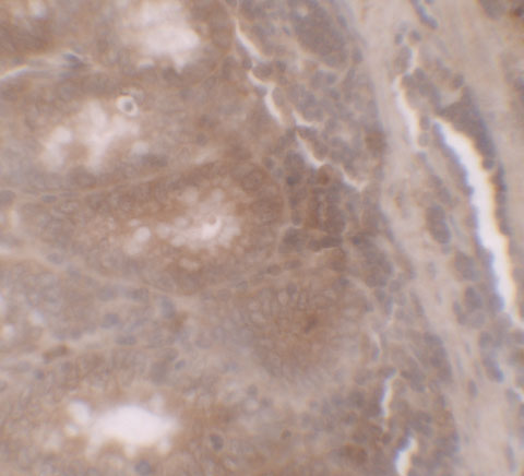 Immunohistochemistry of TSC22D3 in human small intestine tissue with TSC22D3 antibody at 5 μg/ml
