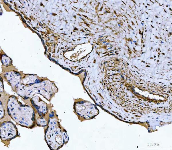 a03082 1 tpm2 primary antibodies ihc testing 4