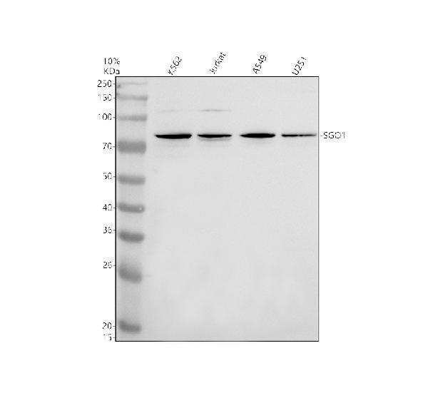 Western blot analysis of SGO1 using anti-SGO1 antibody (A03083-3)