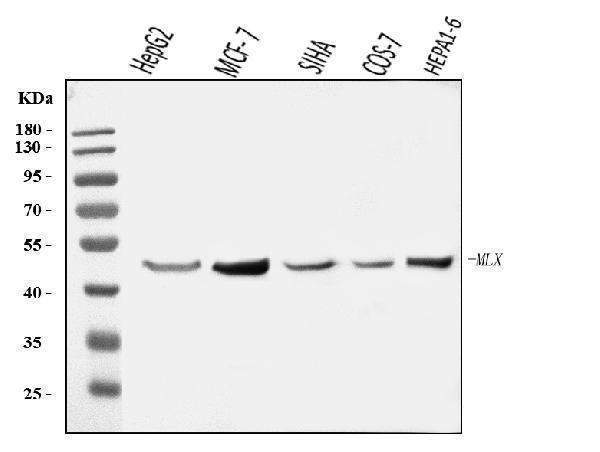  Western blot analysis of MLX using anti-MLX antibody (A03087-2)
