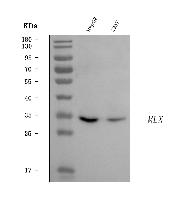  Western blot analysis of MLX using anti-MLX antibody (A03087-3)
