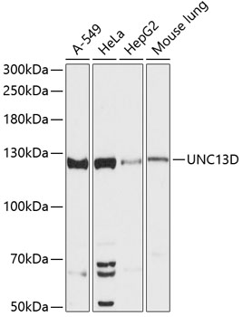 Western blot analysis of extracts of various cell lines, using UNC13D antibody  at 1:3000 dilution