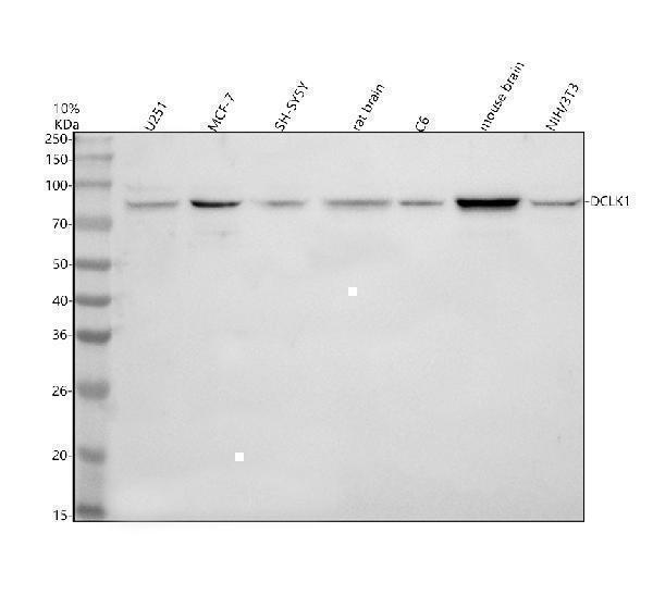 Western blot analysis of DCLK1 using anti-DCLK1 antibody (A03089-1)