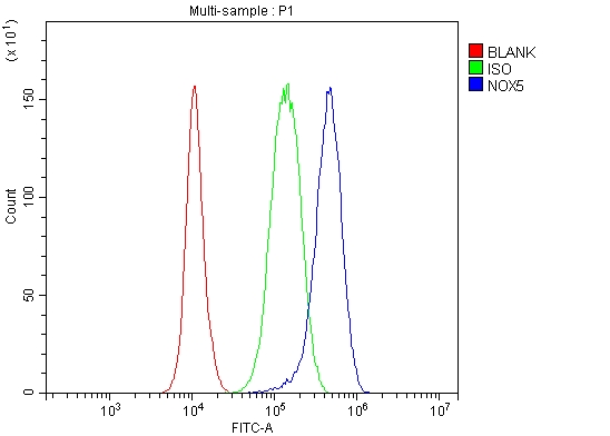  Flow Cytometry analysis of PC-3 cells using anti-NOX5 antibody (A03090)