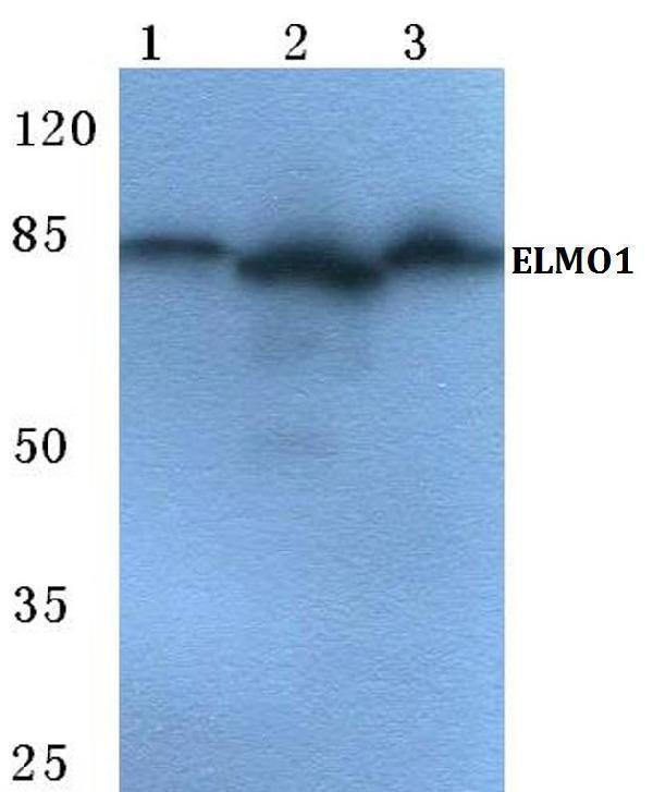 a03091 elmo1 primary antiboties wb testing 1