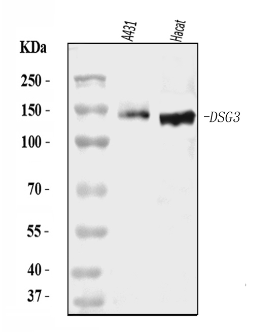 a03093 dsg3 primary antibodies wb testing 1
