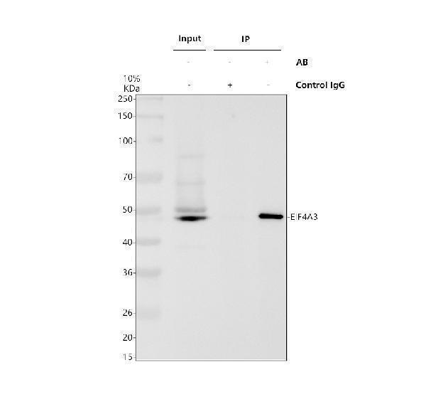 a03095 2 eif4a3 primary antibodies ip testing 1