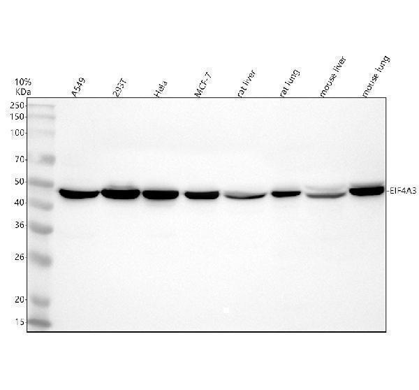 Western blot analysis of EIF4A3 using anti-EIF4A3 antibody (A03095-2)