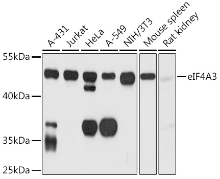 Western blot analysis of extracts of various cell lines, using eIF4A3 antibody  at 1:1000 dilution