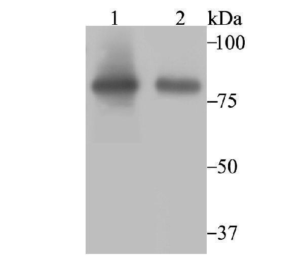 a03096 aco2 primary antiboties wb testing 1
