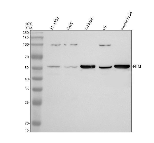 Western blot analysis of NTM using anti-NTM antibody (A03097-3)